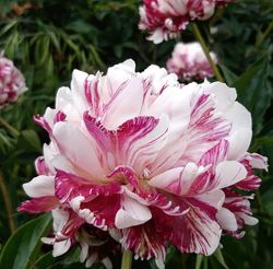 Pion 'Candy Stripe'