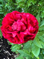 Pion 'Henry Bockstoce'
