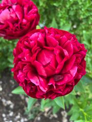 Pion 'Henry Bockstoce'