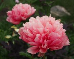 Pion 'Lorelei'