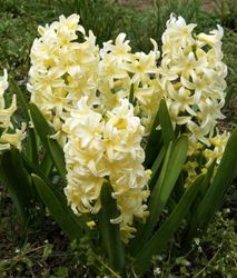 Hyacint 'Yellow queen'