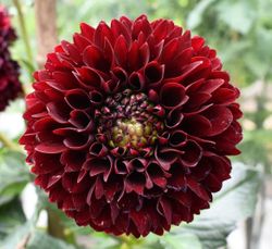 Dahlia Jowey Mirella