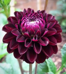 Dahlia Jowey Mirella