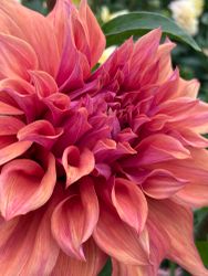 Dahlia Belle of Barmera