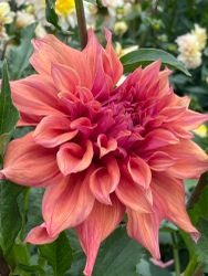 Dahlia Belle of Barmera