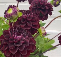 Dahlia Dark Spirit