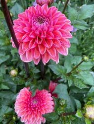 Dahlia Daisy duke