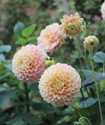 Dahlia Sweet Suzanne