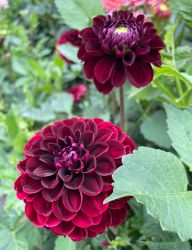 Dahlia Dark Spirit