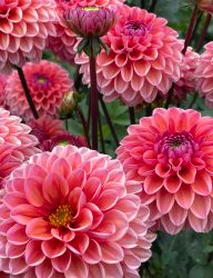 Dahlia Daisy duke