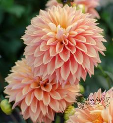 Dahlia Kick off