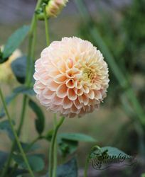 Dahlia Sweet Suzanne