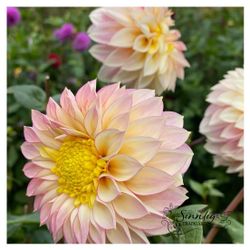 Dahlia Polka