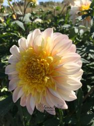 Dahlia Polka