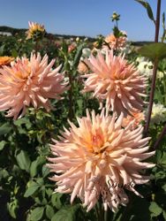Dahlia Preference