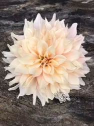 Dahlia Cafe au Lait