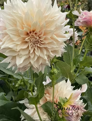 Dahlia Cafe au Lait
