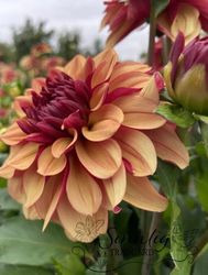 Dahlia Creme de Cognac