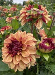 Dahlia Creme de Cognac