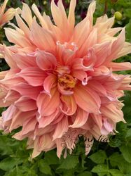 Dahlia Mango Madness