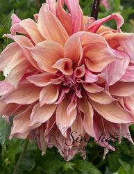 Dahlia Labyrinth