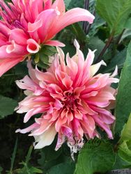 Dahlia Labyrinth