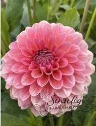 Dahlia Pink Runner