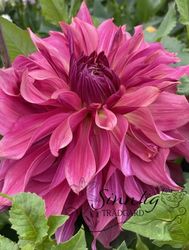Dahlia Penhill Dark Monarch