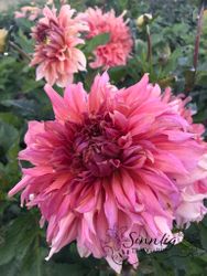 Dahlia Penhill Dark Monarch