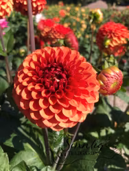 BEUTY