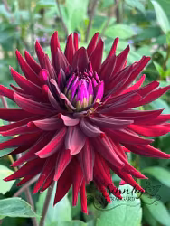 Dahlia Chat Noir