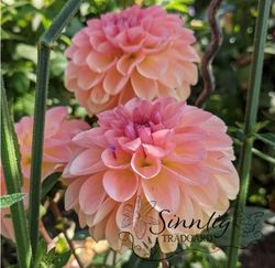 Dahlia Sebastian