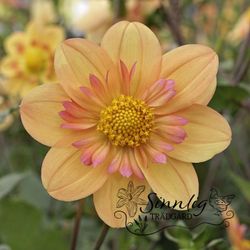 Dahlia Kelsey Annie Joy