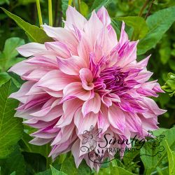 Dahlia  Cafe au Lait Royal