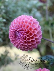 Dahlia Jowey Winnie