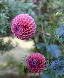 Dahlia Jowey Winnie