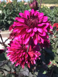 Dahlia Purple Flame