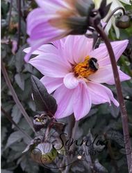 Dahlia Bishop of Leicester