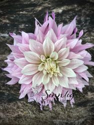 Dahlia Labyrinth Two Tone