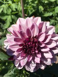 Dahlia Creme de Cassis