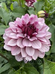 Dahlia Creme de Cassis