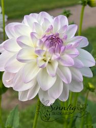 Dahlia Eveline