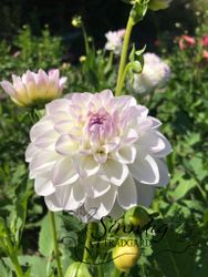 Dahlia Eveline