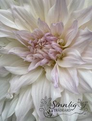 Dahlia Shiloh Noelle