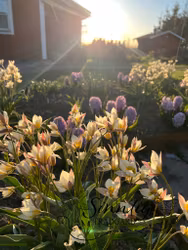 Dvärgtulpan 'Turkestanica'
