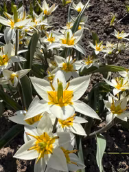 Dvärgtulpan 'Turkestanica'