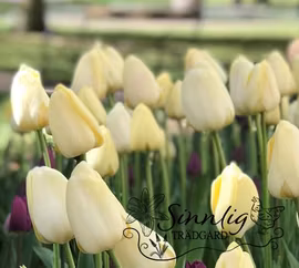 Tulpan 'Ivory Floradale'