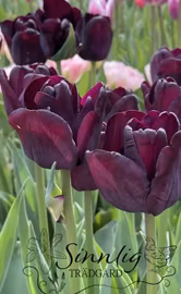 Tulpan 'Queen of Night'