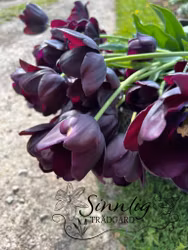 Tulpan 'Queen of Night'