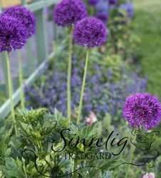 Alium 'Purple sensation'
